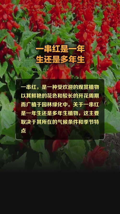 一串红春天怎么养？一串红的养护要点？-第2张图片-优品飞百科