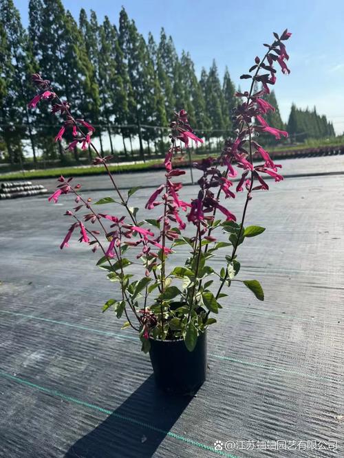 一串红春天怎么养？一串红的养护要点？-第3张图片-优品飞百科