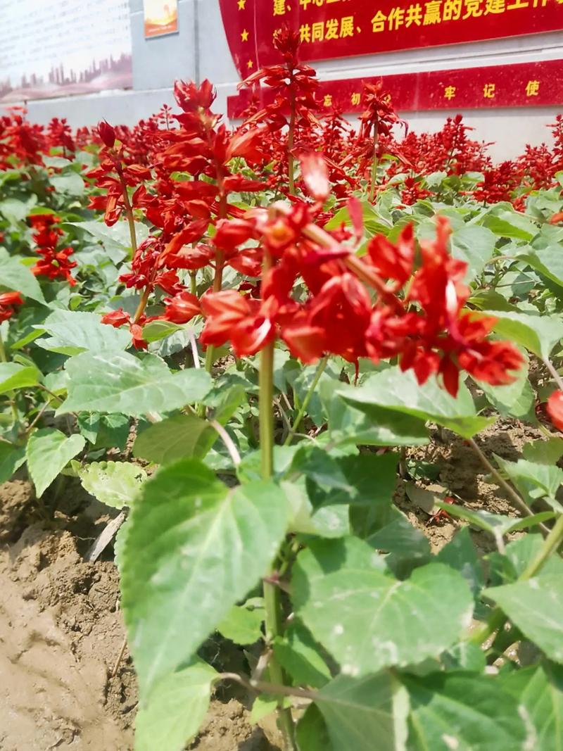 一串红春天怎么养？一串红的养护要点？-第5张图片-优品飞百科