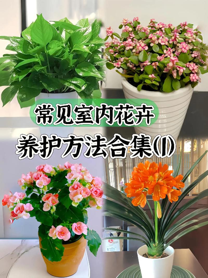 绿萝盆栽养护方法？绿萝盆栽技术？