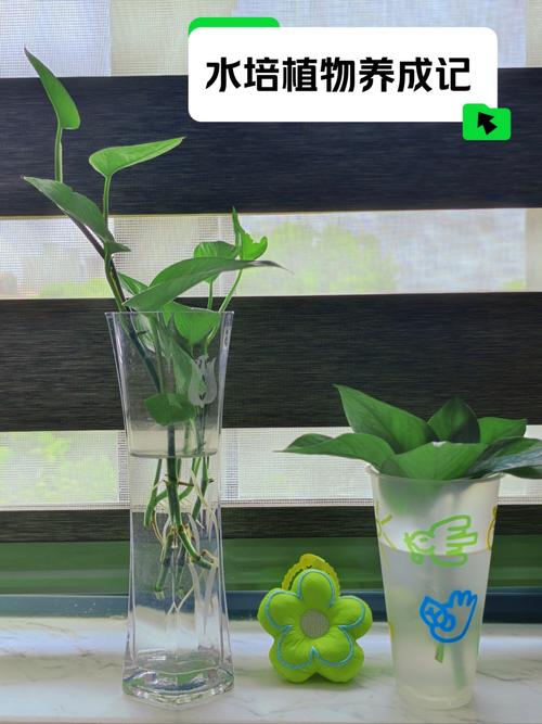 绿萝盆栽养护方法？绿萝盆栽技术？-第2张图片-优品飞百科