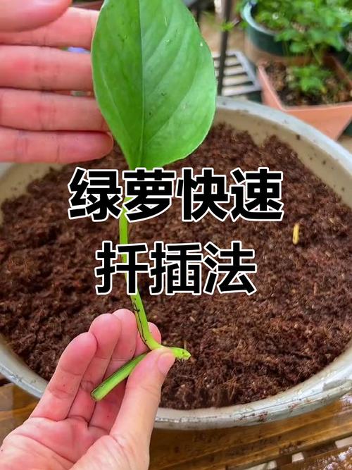 绿萝扦插时气根要埋在土里吗？绿萝扦插气生根朝上还是朝下？