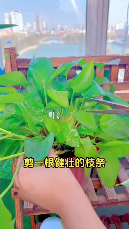 绿萝扦插时气根要埋在土里吗？绿萝扦插气生根朝上还是朝下？-第4张图片-优品飞百科
