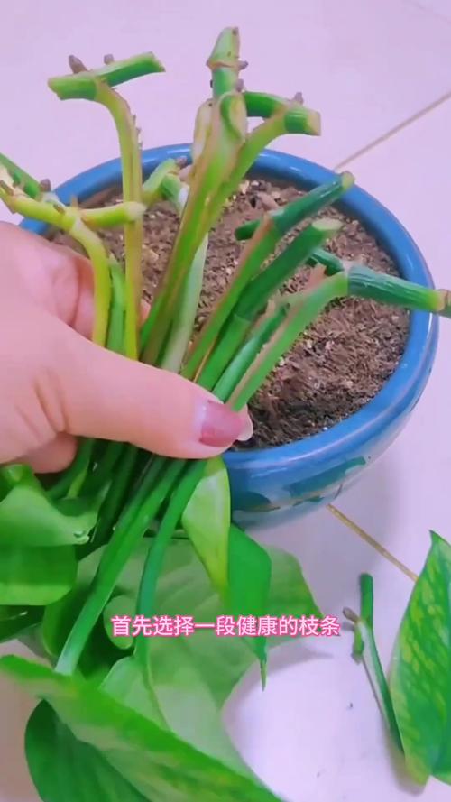 绿萝扦插时气根要埋在土里吗？绿萝扦插气生根朝上还是朝下？-第6张图片-优品飞百科