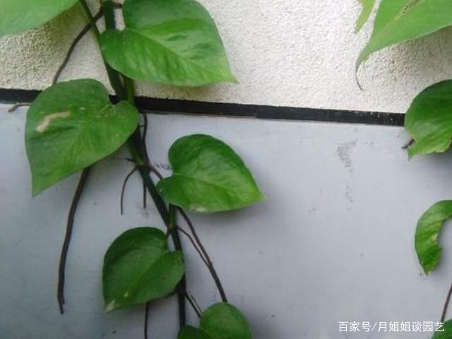 绿萝扦插时气根要埋在土里吗？绿萝扦插气生根朝上还是朝下？-第7张图片-优品飞百科