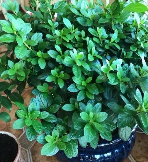 杜鹃花浇水浇多了怎么办？杜鹃花浇水过多枯萎了怎么救活？-第2张图片-优品飞百科