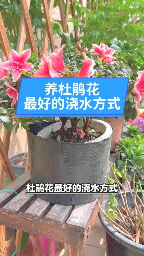 杜鹃花浇水浇多了怎么办？杜鹃花浇水过多枯萎了怎么救活？-第3张图片-优品飞百科