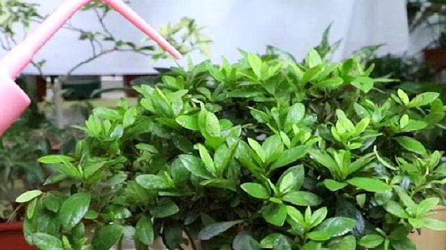 杜鹃花浇水浇多了怎么办？杜鹃花浇水过多枯萎了怎么救活？-第5张图片-优品飞百科
