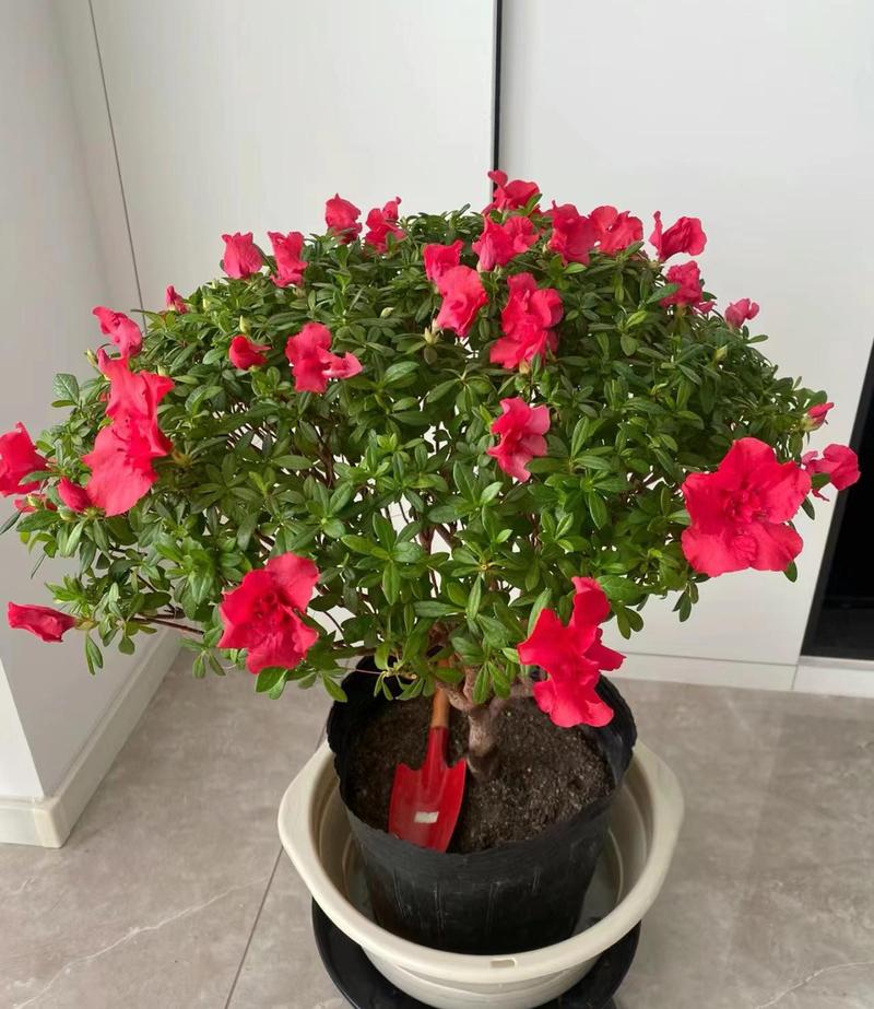 杜鹃花浇水浇多了怎么办？杜鹃花浇水过多枯萎了怎么救活？-第6张图片-优品飞百科