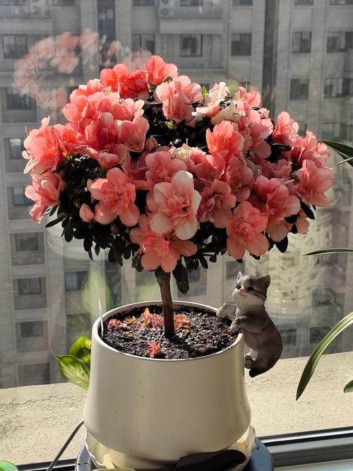 杜鹃花浇水浇多了怎么办？杜鹃花浇水过多枯萎了怎么救活？-第8张图片-优品飞百科