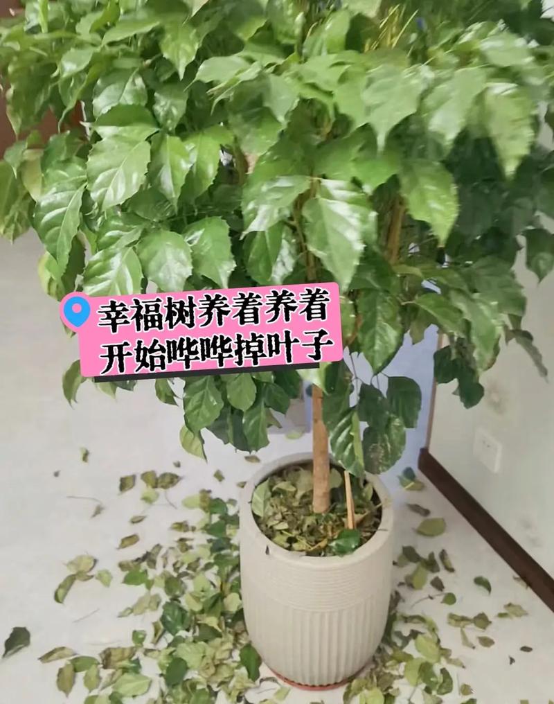 幸福树秋天可以扦插吗，幸福树秋天可以施肥吗？-第6张图片-优品飞百科
