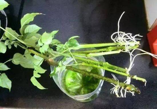 幸福树秋天可以扦插吗，幸福树秋天可以施肥吗？-第8张图片-优品飞百科