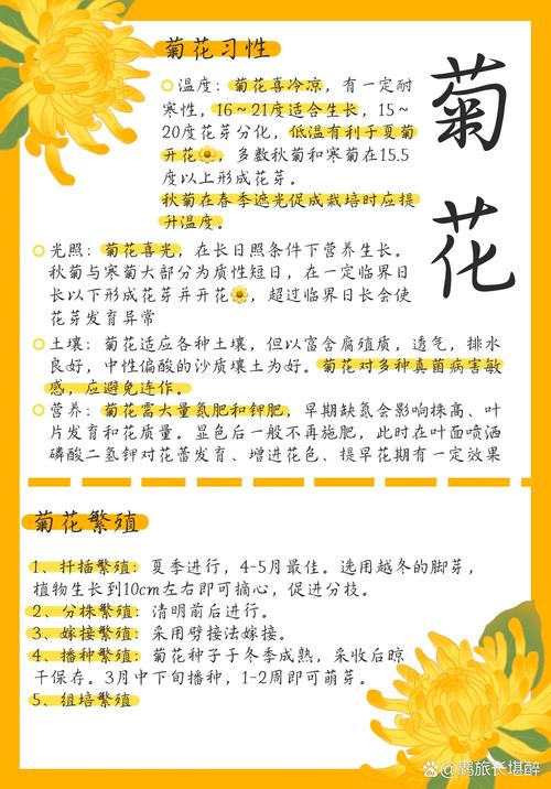 菊花怎样种植与管理，菊花怎样种植?