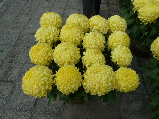 菊花怎样种植与管理，菊花怎样种植?-第3张图片-优品飞百科