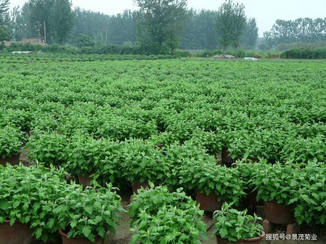 菊花怎样种植与管理，菊花怎样种植?-第4张图片-优品飞百科