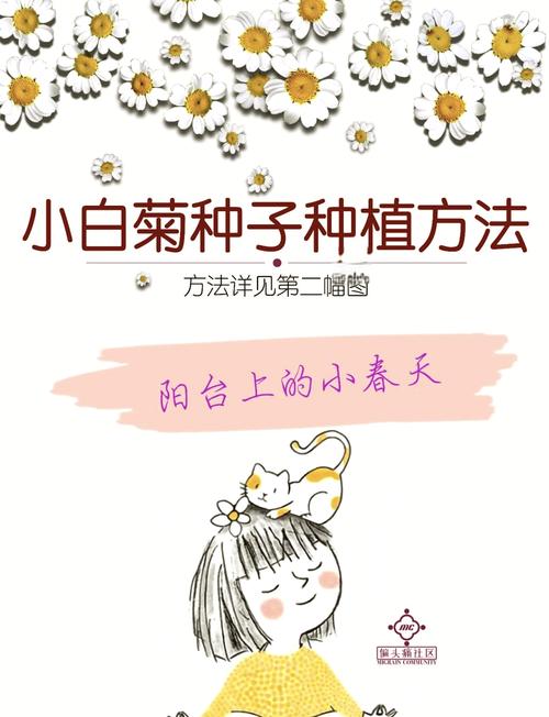 菊花怎样种植与管理，菊花怎样种植?-第5张图片-优品飞百科