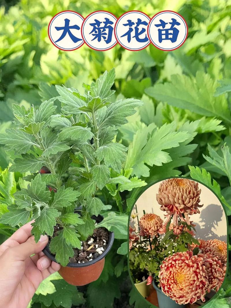 菊花怎样种植与管理，菊花怎样种植?-第6张图片-优品飞百科