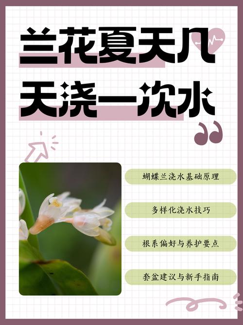 蝴蝶兰换盆后多久施肥，蝴蝶兰换盆后多久可以浇水？-第2张图片-优品飞百科