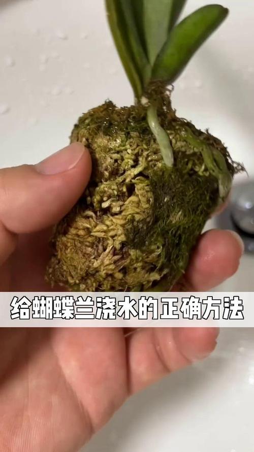 蝴蝶兰换盆后多久施肥，蝴蝶兰换盆后多久可以浇水？-第5张图片-优品飞百科