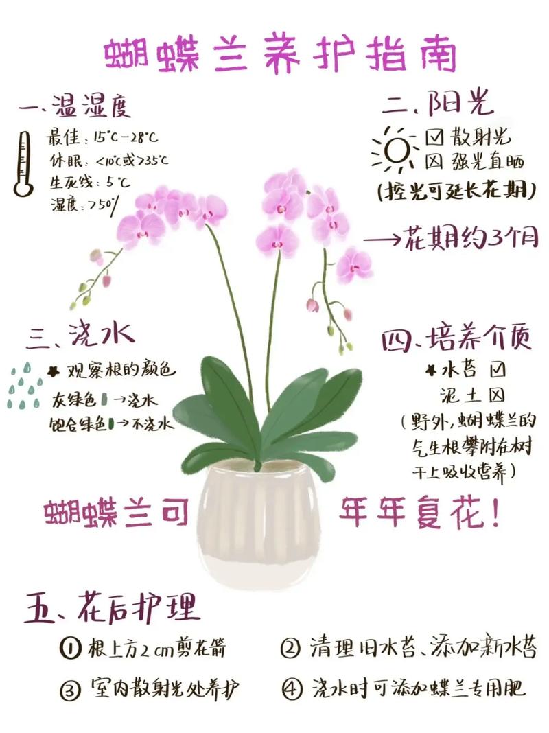 蝴蝶兰换盆后多久施肥，蝴蝶兰换盆后多久可以浇水？-第6张图片-优品飞百科