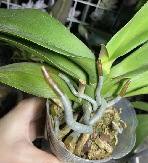 蝴蝶兰换盆后多久施肥，蝴蝶兰换盆后多久可以浇水？-第7张图片-优品飞百科
