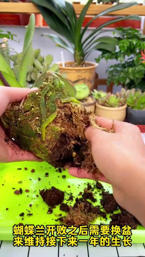 蝴蝶兰换盆后多久施肥，蝴蝶兰换盆后多久可以浇水？-第8张图片-优品飞百科