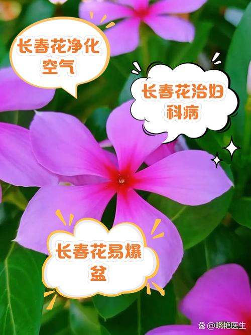 长春花的养殖方法和注意事项，长春花的养殖方法和注意事项视频？-第2张图片-优品飞百科