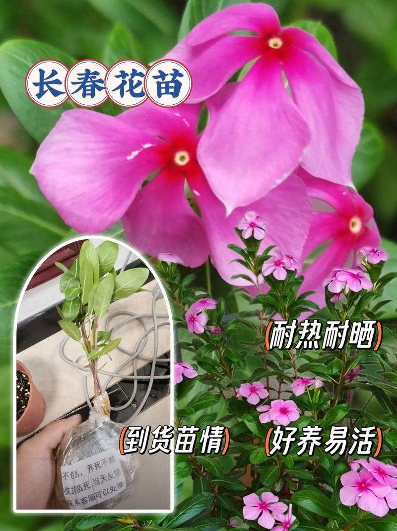 长春花的养殖方法和注意事项，长春花的养殖方法和注意事项视频？-第3张图片-优品飞百科
