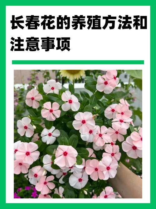 长春花的养殖方法和注意事项，长春花的养殖方法和注意事项视频？-第4张图片-优品飞百科
