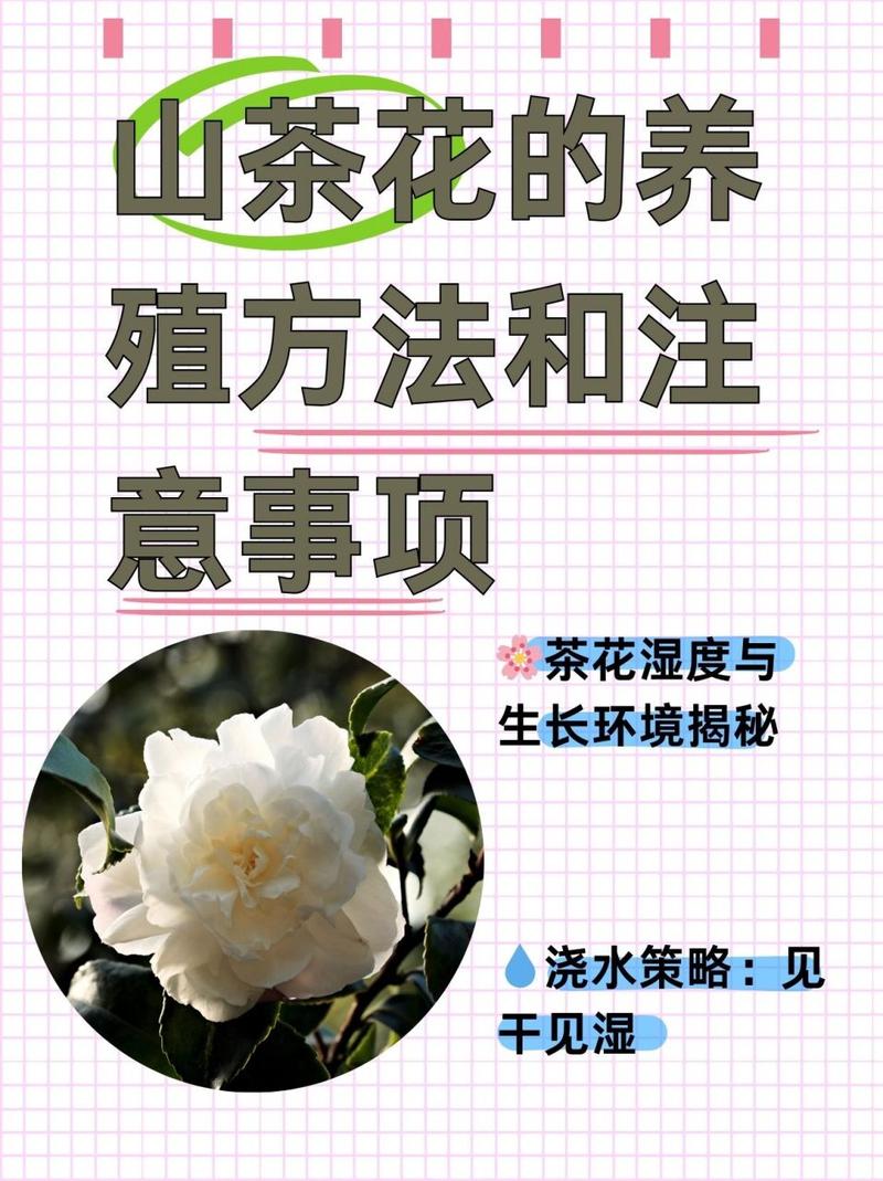 长春花的养殖方法和注意事项，长春花的养殖方法和注意事项视频？-第5张图片-优品飞百科