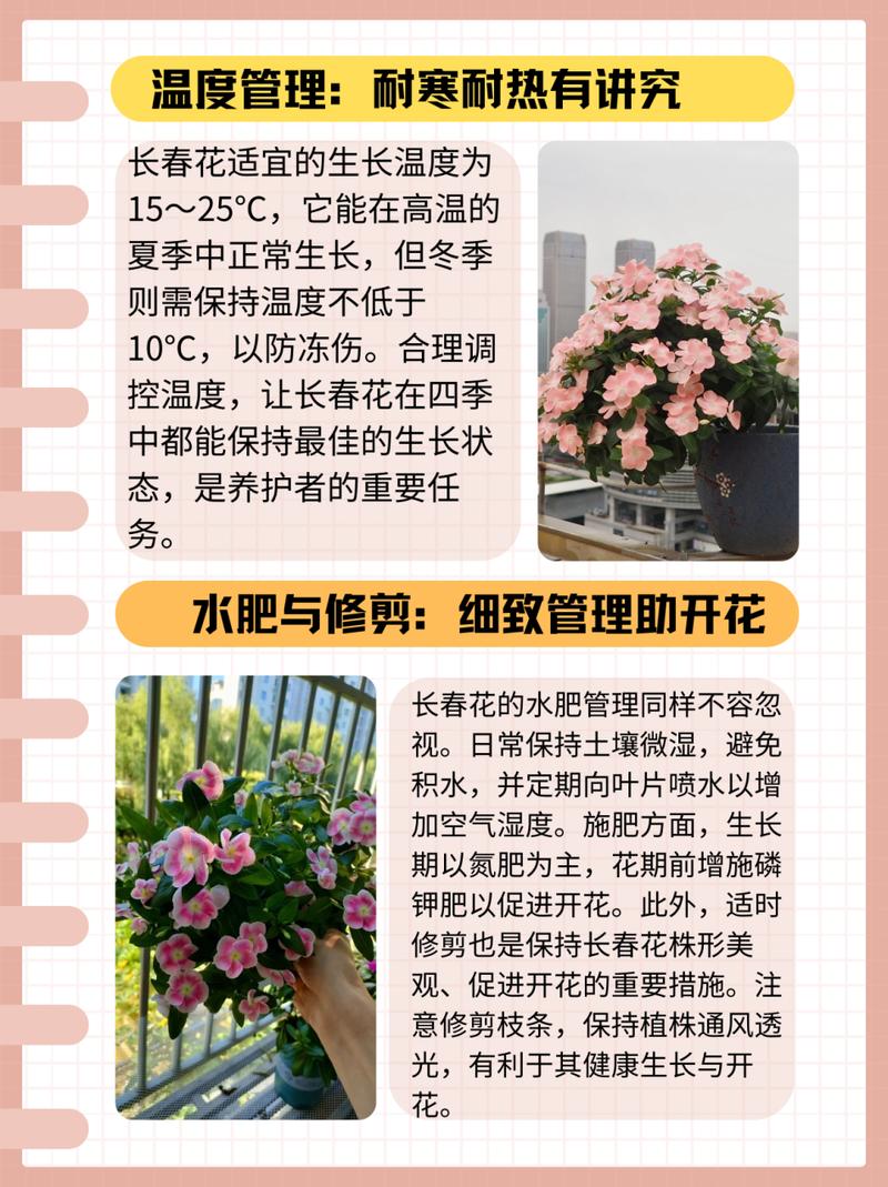长春花的养殖方法和注意事项，长春花的养殖方法和注意事项视频？-第6张图片-优品飞百科