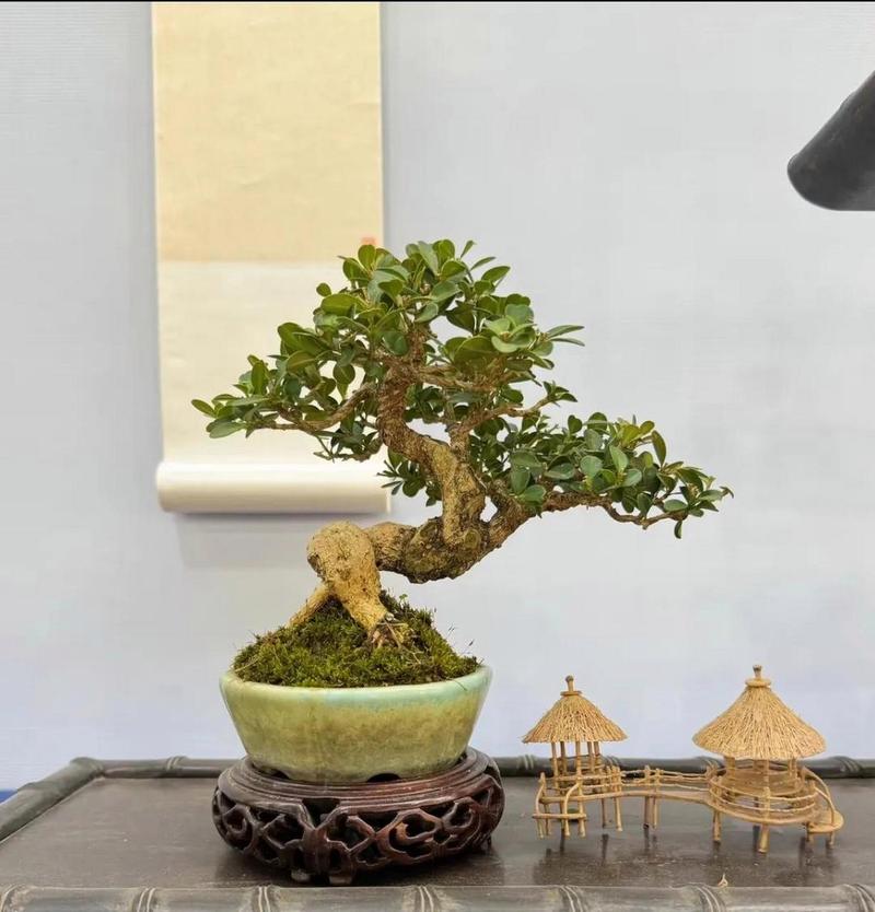 黄杨怎么造型，黄杨造型步骤 精品？