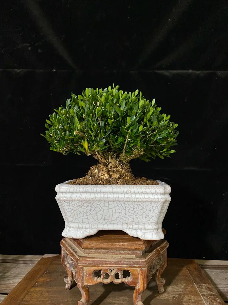 黄杨怎么造型，黄杨造型步骤 精品？-第2张图片-优品飞百科