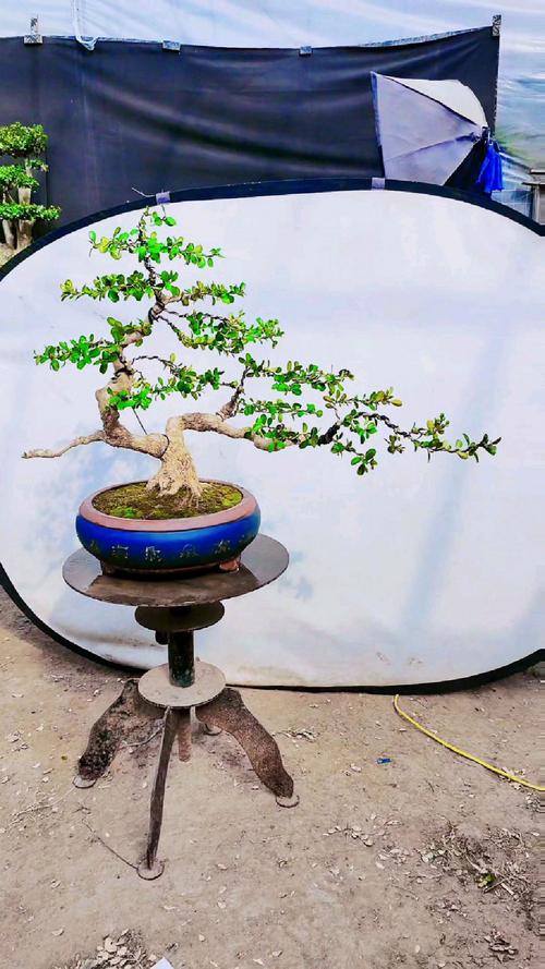 黄杨怎么造型，黄杨造型步骤 精品？-第4张图片-优品飞百科
