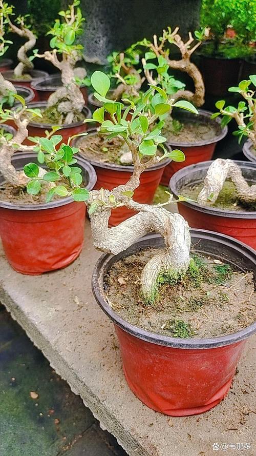 黄杨怎么造型，黄杨造型步骤 精品？-第5张图片-优品飞百科