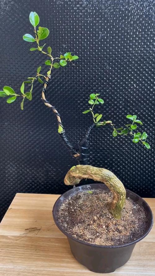 黄杨怎么造型，黄杨造型步骤 精品？-第6张图片-优品飞百科