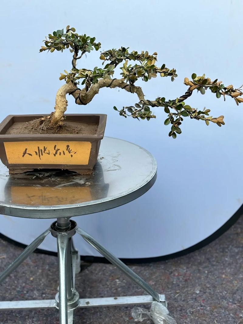 黄杨怎么造型，黄杨造型步骤 精品？-第7张图片-优品飞百科