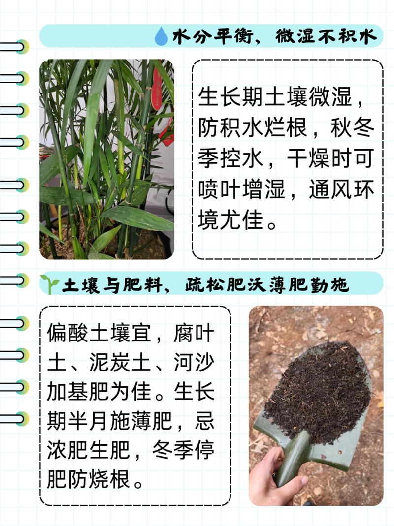 新买的富贵椰子怎么养？富贵椰子树买回来怎么换盆？-第4张图片-优品飞百科