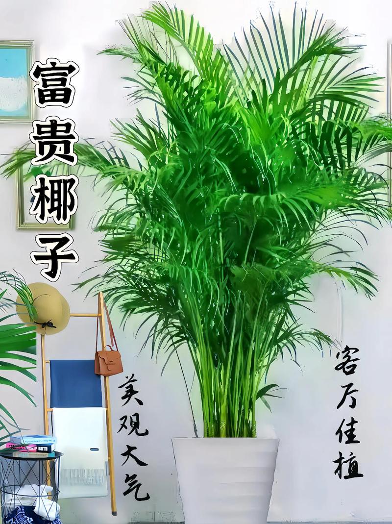 新买的富贵椰子怎么养？富贵椰子树买回来怎么换盆？-第5张图片-优品飞百科