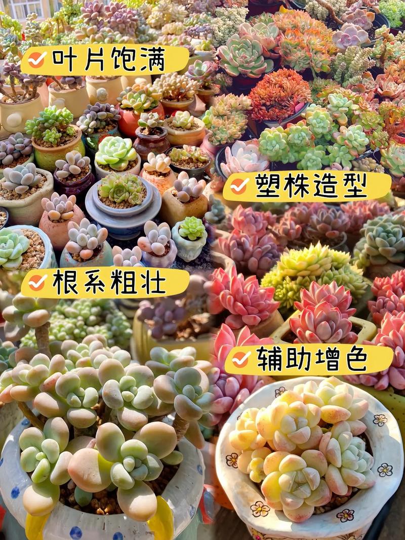 多肉能用营养液喷雾吗，多肉能用营养液喷雾吗怎么喷-第2张图片-优品飞百科