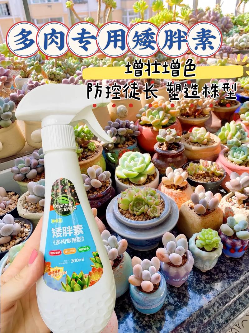 多肉能用营养液喷雾吗，多肉能用营养液喷雾吗怎么喷-第3张图片-优品飞百科