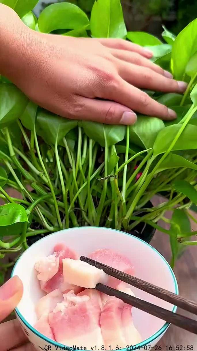 多肉能用营养液喷雾吗，多肉能用营养液喷雾吗怎么喷-第4张图片-优品飞百科