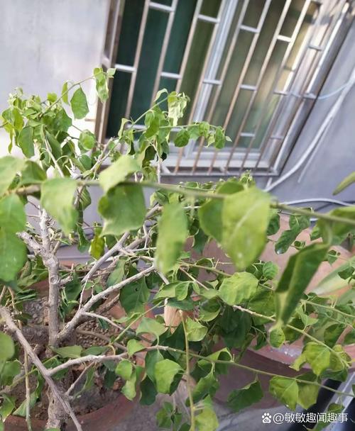 “三角梅”不开花可急死人，三角梅不开花的原因及处理方法