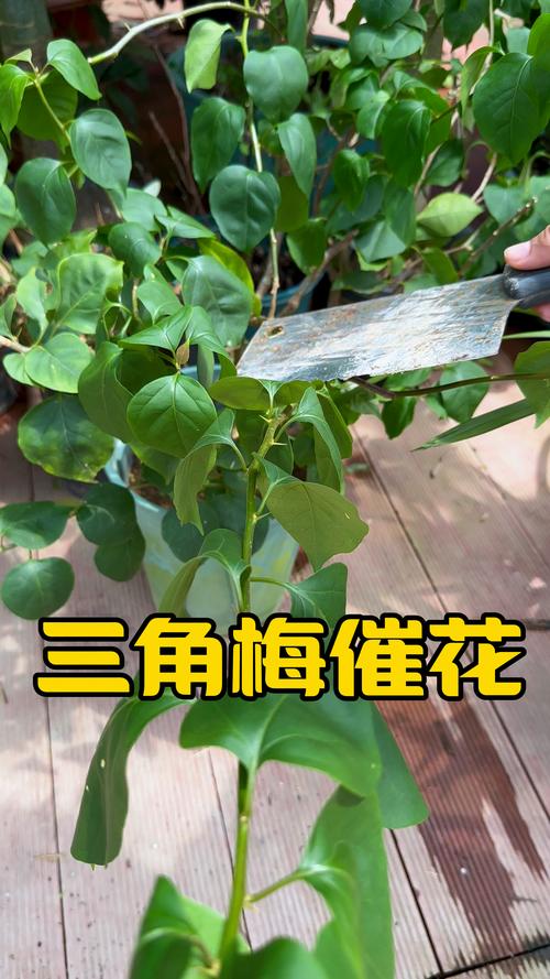 “三角梅”不开花可急死人，三角梅不开花的原因及处理方法-第2张图片-优品飞百科