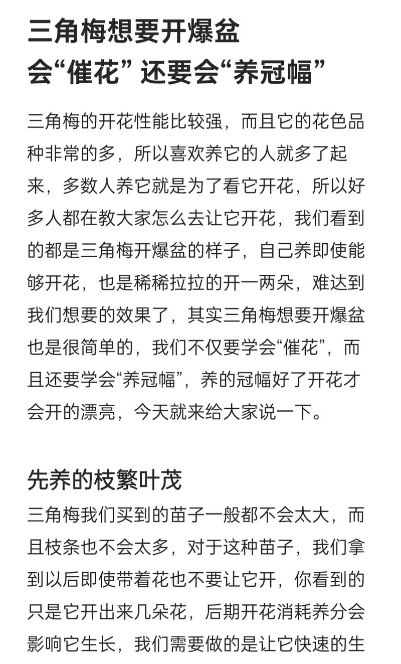 “三角梅”不开花可急死人，三角梅不开花的原因及处理方法-第3张图片-优品飞百科
