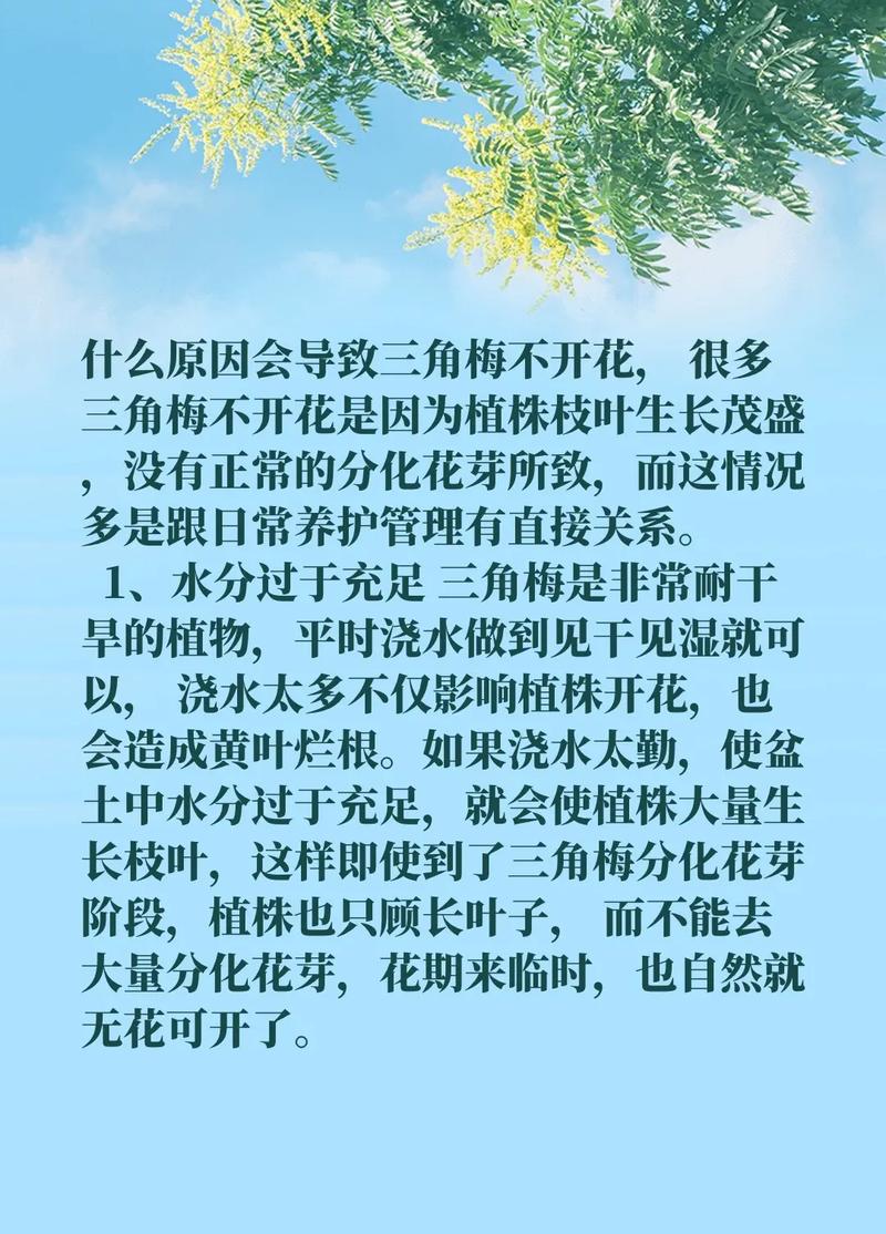“三角梅”不开花可急死人，三角梅不开花的原因及处理方法-第4张图片-优品飞百科