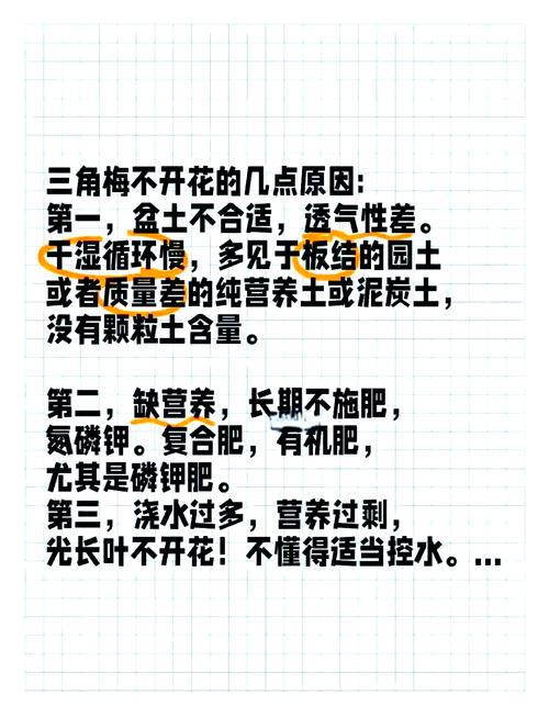 “三角梅”不开花可急死人，三角梅不开花的原因及处理方法-第6张图片-优品飞百科