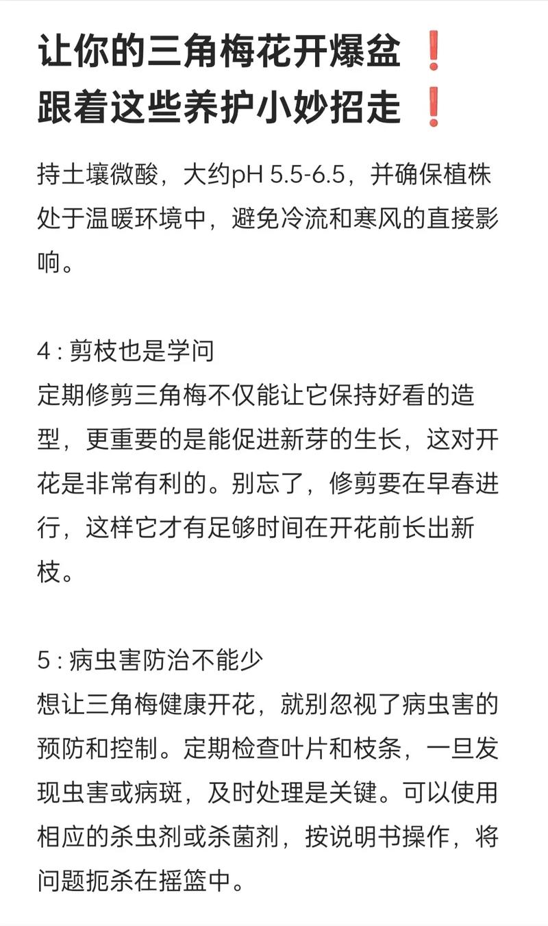 “三角梅”不开花可急死人，三角梅不开花的原因及处理方法-第7张图片-优品飞百科