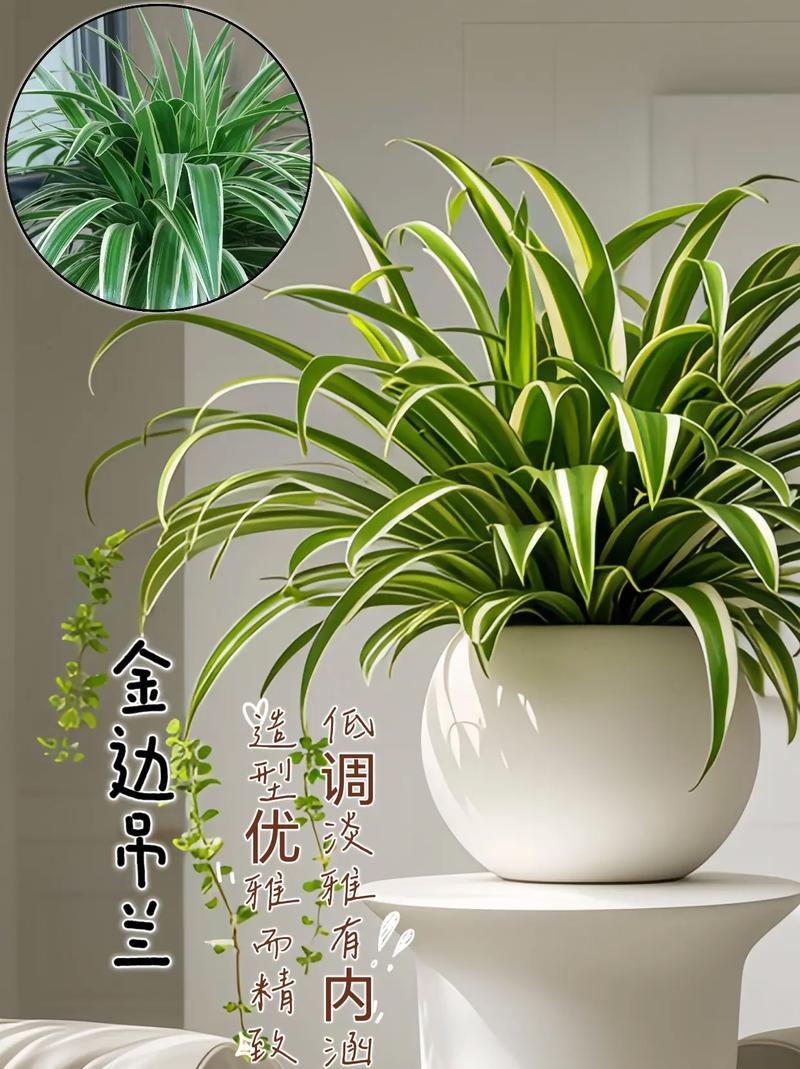 金边吊兰没金边怎么办，金边吊兰没了金边还能变回来吗-第3张图片-优品飞百科
