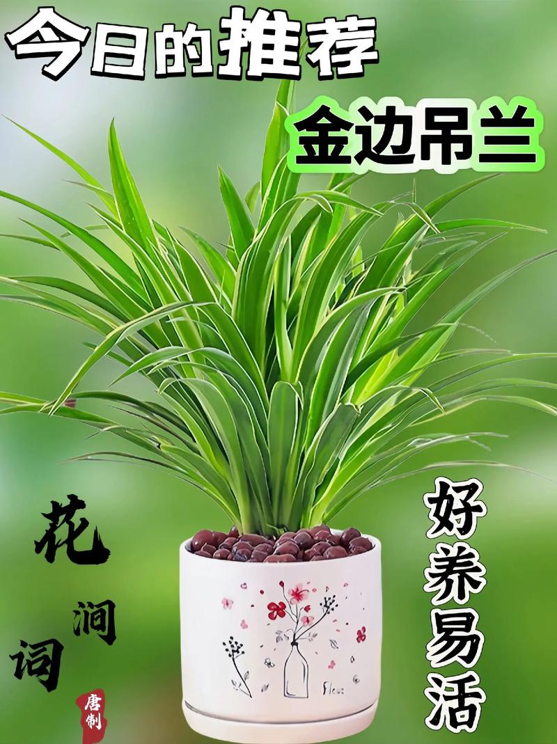金边吊兰没金边怎么办，金边吊兰没了金边还能变回来吗-第5张图片-优品飞百科